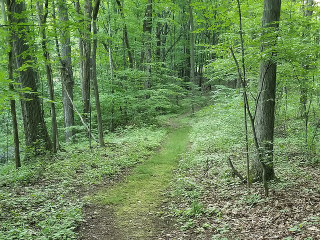 Walking trail through the woods