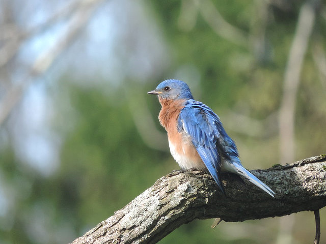 Bluebird